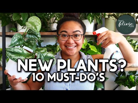 10 MUST-do's for your New Plants! | Plant Care 101