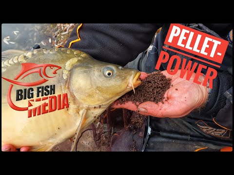 Feedern mit Pellets: Futtervorbereitung – Tipps vom Profi