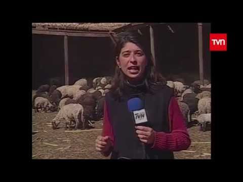 download lagu mp3 mp4 Chupa Cabra, download lagu Chupa Cabra gratis, unduh video klip Chupa Cabra