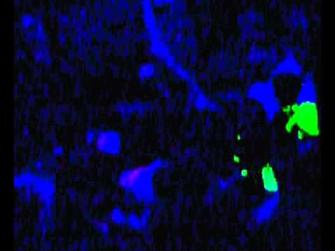 Gandi Ganda oczekując na Peje.mp4