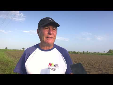 Prevén agricultores de Sancti Spíritus sembrar unas 35 000 ha en la campaña de primavera