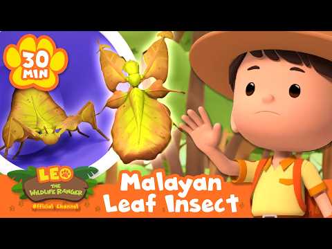 Junior Rangers Take Great Care of the Leaf Insect! | Leo the Wildlife Ranger | Animal Cartoons - Kids TV Series, Kingdom Kids Zone - Leo the Wildlife Ranger - Official Channel