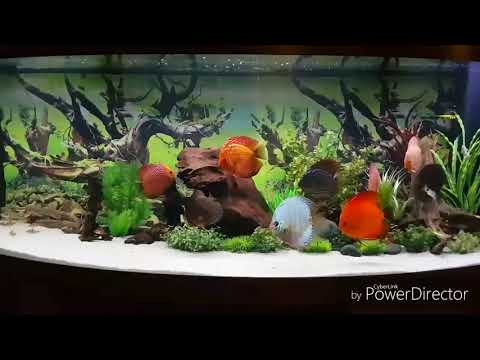 24cm 24 LED Leiste Streifen ROT Lichtleiste wasserdicht Aquarium Mondlicht