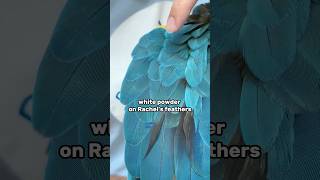 What's That on Macaw's Feathers?