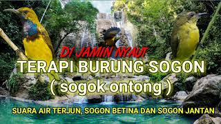 Download lagu TERAPI BURUNG SOGON ( sogok ontong ) suara air terjun sogon betina dan sogon jantan mp3