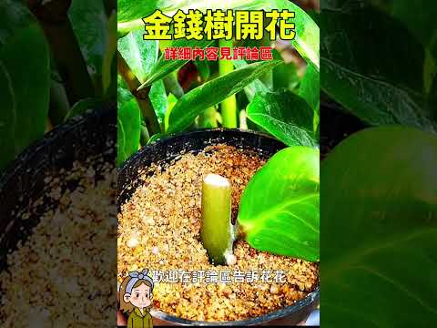 金錢樹寓意