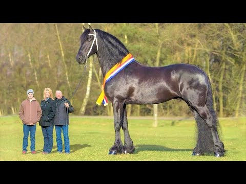 , title : 'Die 10 größten Pferde auf der Erde!'
