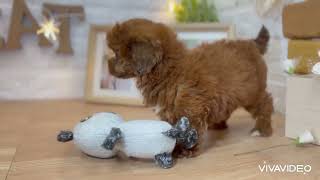 ハーフ犬の動画01