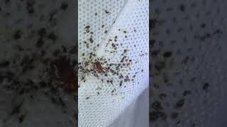 Bed Bug Nesting