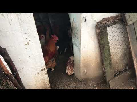 CIOCA BOCA AMINTIRE 2018