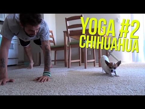Yoga Time with a cute Chihuahua #2