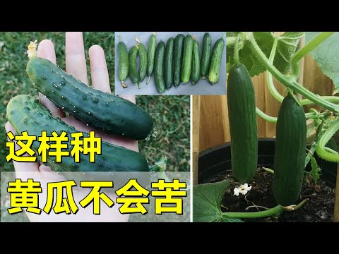 , title : '如何种好黄瓜, 不会苦 How to grow cucumbers that are NOT bitter'
