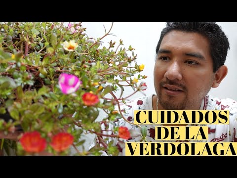 , title : 'La Verdolaga y sus Flores / Aprendiendo a Cuidar'