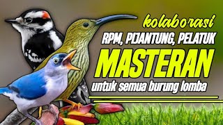 Download lagu KOLABORASI RPM,PIJANTUNG DAN PELATUK BERAS, MASTERAN UNTUK SEMUA BURUNG LOMBA mp3 Download lagu KOLABORASI RPM,PIJANTUNG DAN PELATUK BERAS, MASTERAN UNTUK SEMUA BURUNG LOMBA mp3