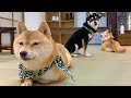 🇯🇵🐶🐕[4K] MY FIRST EXPERIENCE AT A SHIBA INU DOG CAFE IN JAPAN!
