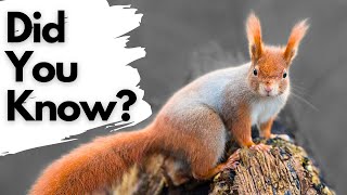 Things you need to know about RED SQUIRRELS!