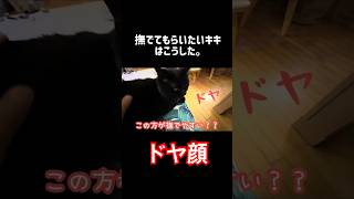 【黒猫】膝の上で寝落ち寸前の甘えん坊猫🐈‍⬛ #黒猫 #甘えん坊猫 #保護猫
