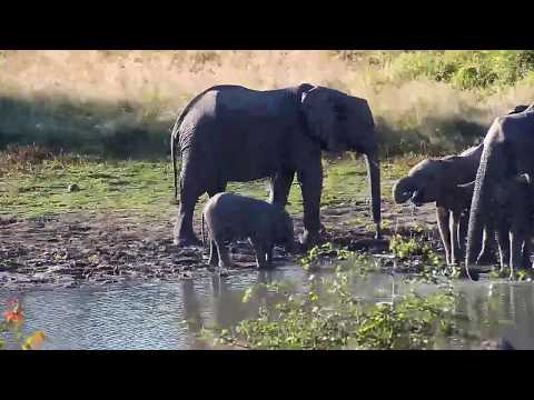 Djuma: Elephants enjoying a drink at Vuyatela Dam-Pt:1 - 15:50 - 06/02/20