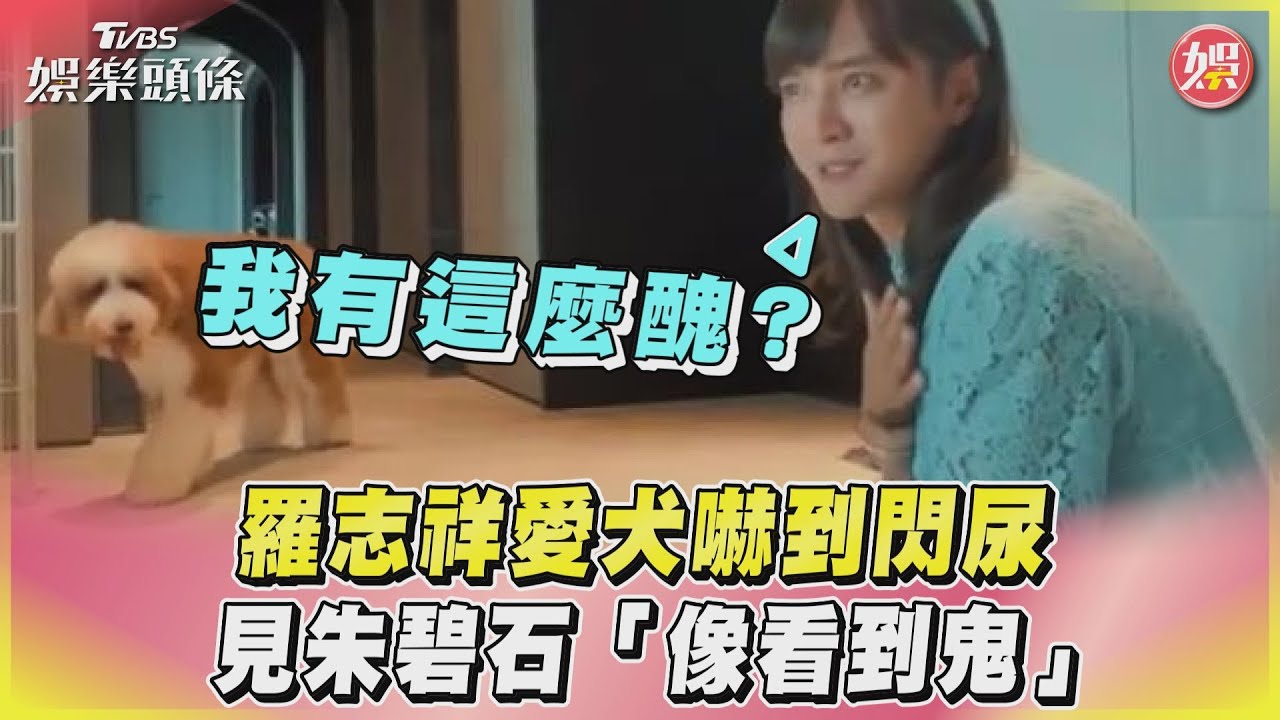 影音/羅志祥愛犬嚇到閃尿 見朱碧石「像看到鬼」