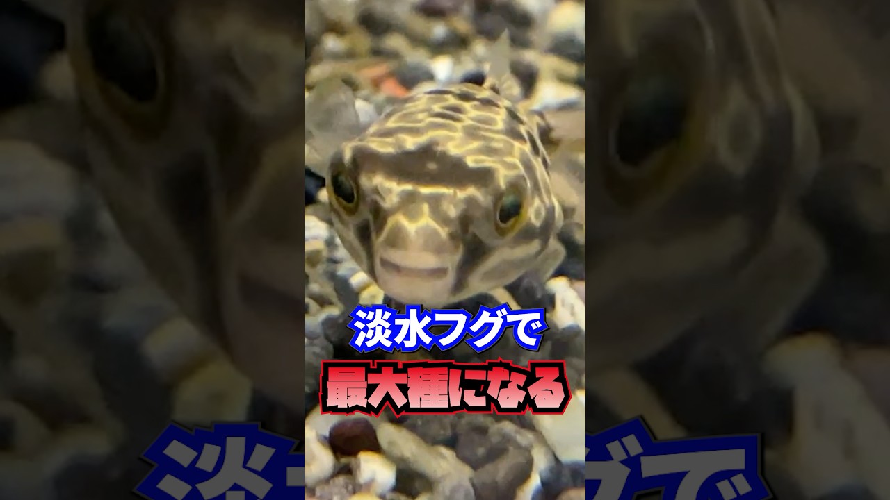 可愛すぎる"フグ"を入荷しました！ #熱帯魚 #フグ #ペット