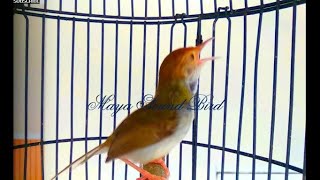 Download lagu Prenjak Gacor - Pancingan Variasi Tembakan Prenjak Lumut - Masteran Suara Pikat Prenjak Kepala Merah mp3