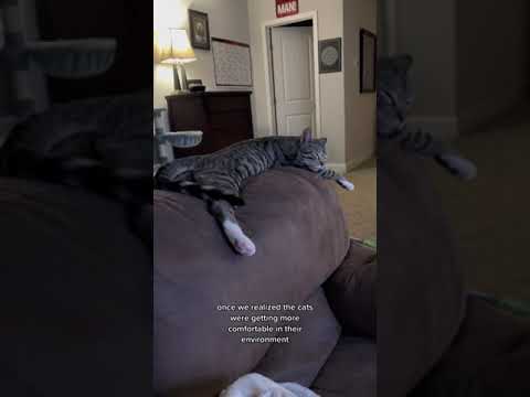 Woman rescues pair of cat siblings and brings them home