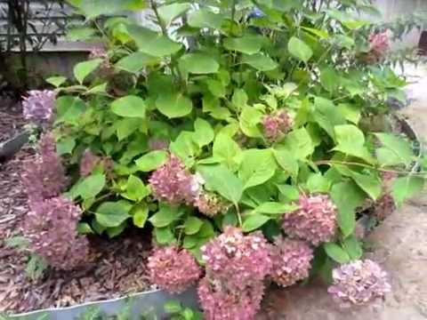Pruning a Hydrangea (ENDLESS SUMMER) - YouTube