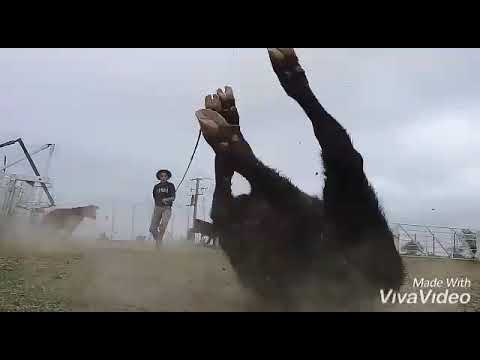 Las 12 [MEJORES] pialadas de terneros 🐂🐃