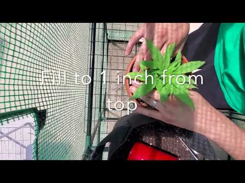 How to transplant a weed plant at 3 weeks old