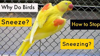 Why do birds Sneeze?|Parrots Sneezing Problem & Its Solution|Tips & Info In Hindi/Urdu|BY RDA