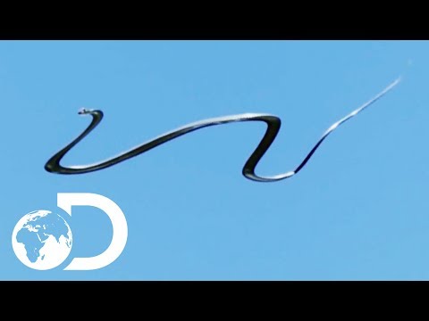 The Amazing Paradise Flying Snake | Wildest Islands Of Indonesia Video