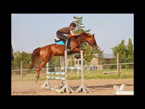 Allroundtalent zu verkaufen - Fuchsstute It's magic