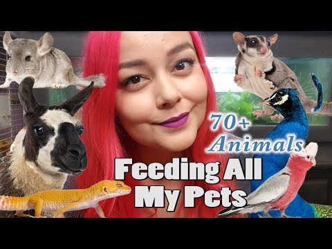Feeding All My Pets, Over 70 Animals | Daily Feeding Routine
