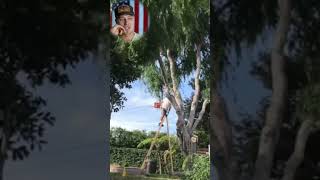 Ladders & Chainsaws... 🤦🏽‍♂️ #fail #arborist
