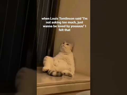 yeah I felt that…😩 that cat is me #onedirection #louistomlinson