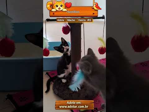 Vídeo de Hamilton
