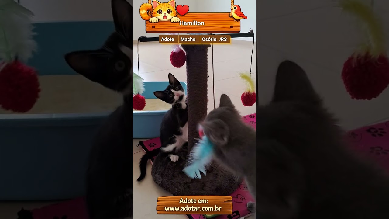 Gato raça SRD-ViraLata idade 2 a 6 meses nome Hamilton