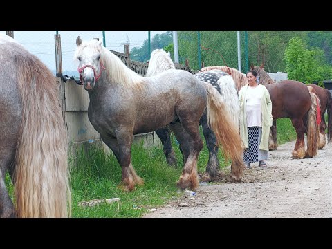 6 Stallions and a Mare at Mircea's home in Gura Humorului - Bucovina 2025