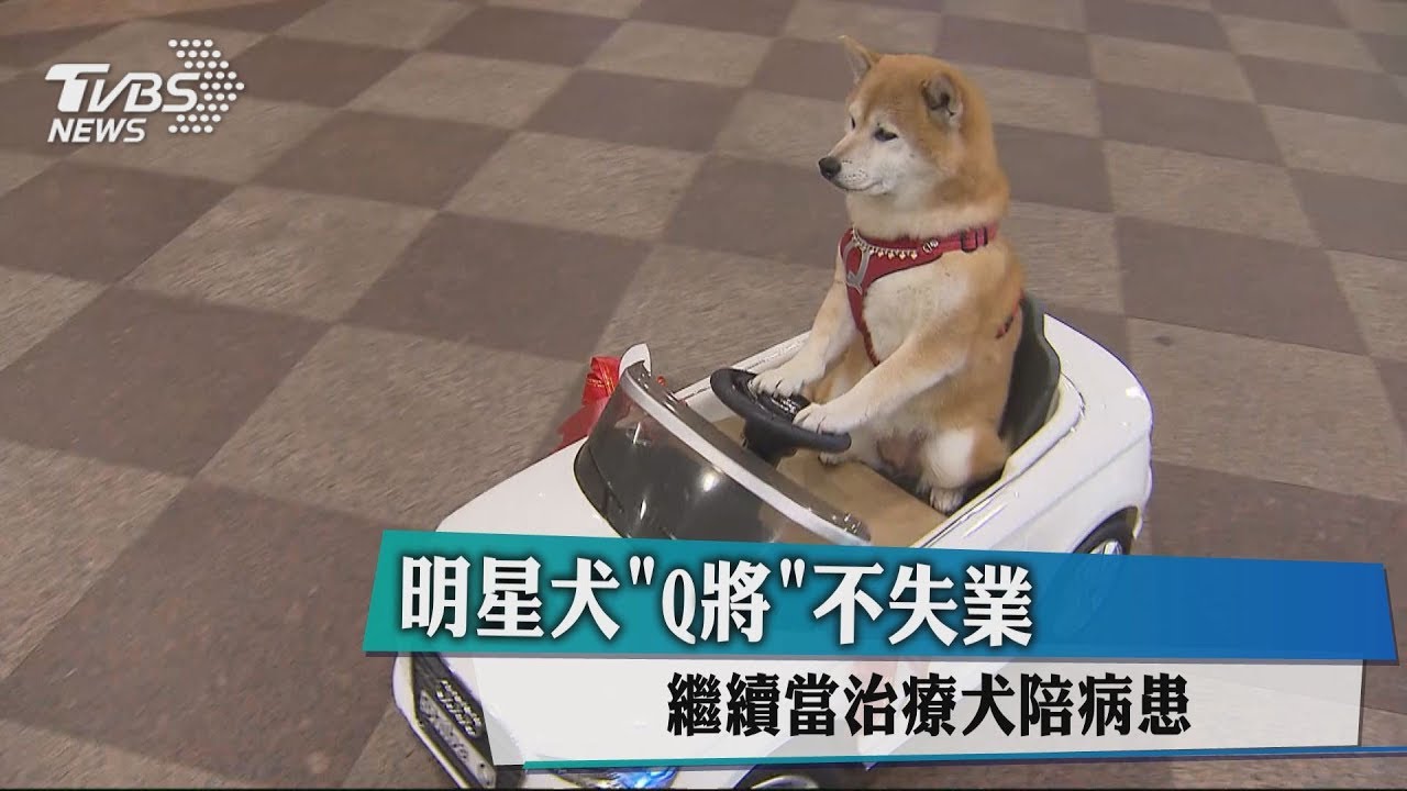 明星犬「Q將」不失業 繼續當治療犬陪病患