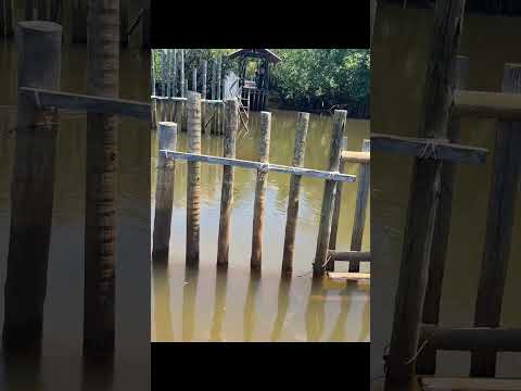 associação peixe boi Rio Tatuamunha Porto de Pedras Alagoas #travel #trip #preservenature #nordeste