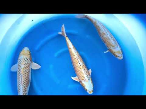 JKS 212 - 3Y Female Kogane Ochiba HQ 54-58 cm