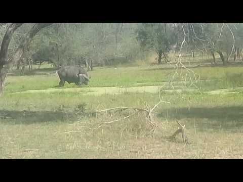 A lone buffalo in swamps in Selous Game reserve recently