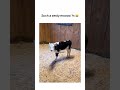 Such A Zesty Mooo