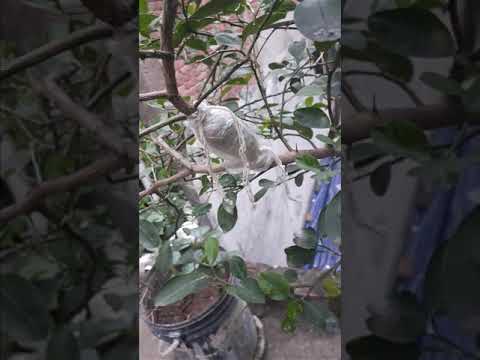 Simple Roof Garden || Chader Upor Bagan || Flowers