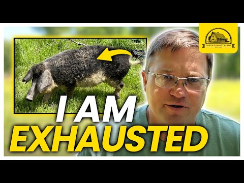 I Am Exhasuted: Watch This Before Raising Mangalitsa Pigs