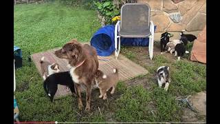 Video preview image #2 Border-Aussie Puppy For Sale in BLUE RIVER, WI, USA