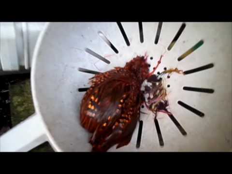 Irish Fly supplies Guide for Dying Jungle cock solar Flare (sunburst) with acid dyes