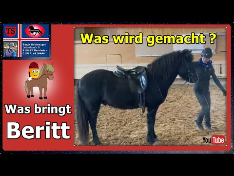 Pferdetraining Beritt: Korrektur, Ausbildung, Problematik, Tölt, Vertrauen, Basis, Team