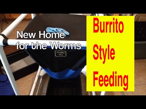 Vermiculture Compost Worms Fed Burrito Style - VermiBag Max - Stripeless Red Worms - 12.17.20