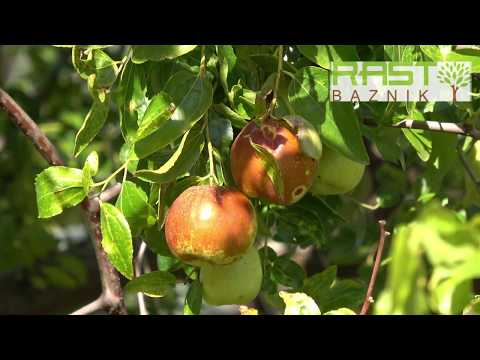 Krupnoplodna žižula, čičimak, kineska datula, Ziziphus jujube